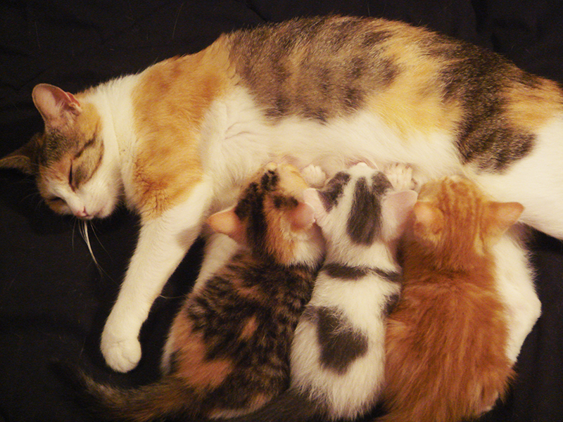 Kittens nursing with a mother cat
